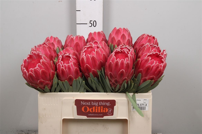 <h4>Protea Venus</h4>