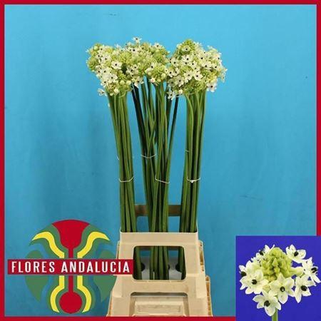 <h4>Ornit Saundersiae</h4>