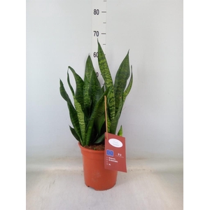 Sansevieria trifa. 'Black Coral'