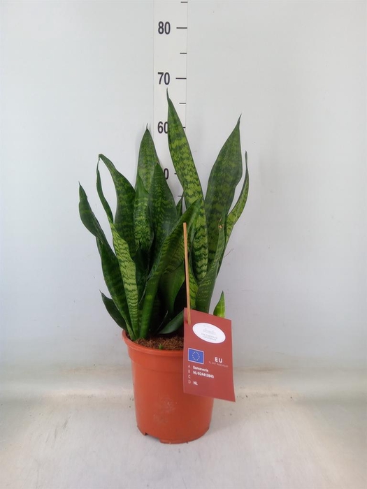 <h4>Sansevieria trifa. 'Black Coral'</h4>