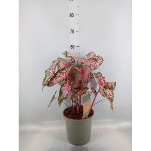 Caladium   ...