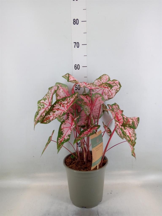 <h4>Caladium   ...</h4>