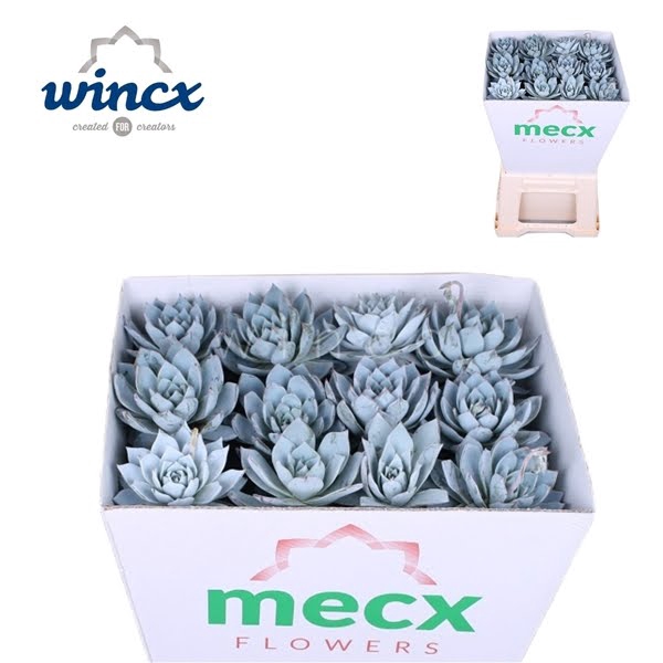 <h4>Echeveria Blue Star (mecx Flowers)</h4>