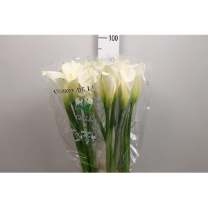 Zant Ae Colombe Paix