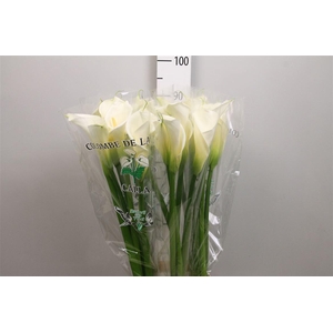 Zant Ae Colombe Paix