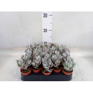 Kalanchoe NF pumila