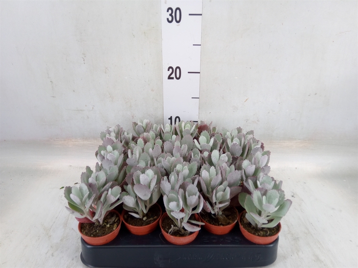 <h4>Kalanchoe NF pumila</h4>