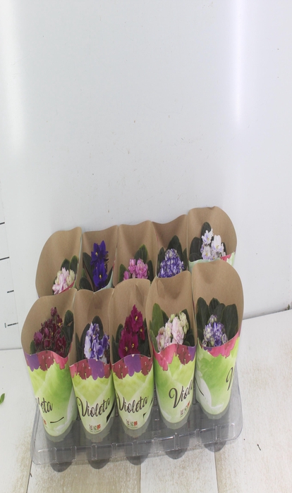 <h4>VIOLETA P11</h4>