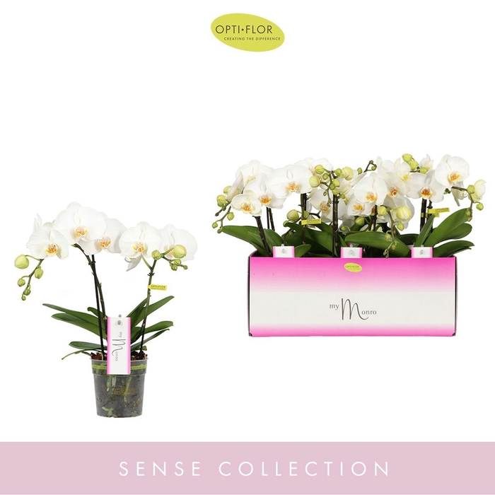 <h4>PHAL OPTI MYMONRO BLONDY 2 SPIKE</h4>