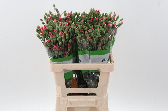 <h4>Di Lala Panda X20</h4>