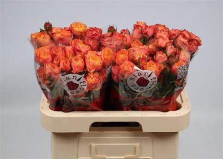 <h4>R Tr La Mandarina</h4>