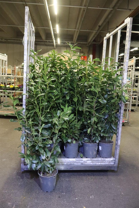 <h4>Prun La Novita</h4>