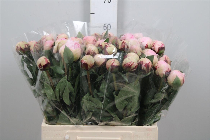 <h4>Paeo Reine Hortens</h4>