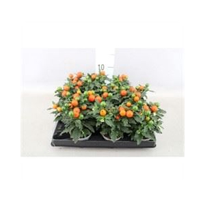 Solanum pseudocapsicum
