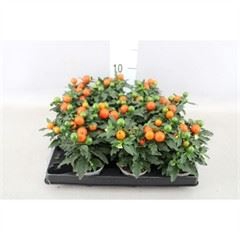 <h4>Solanum pseudocapsicum</h4>