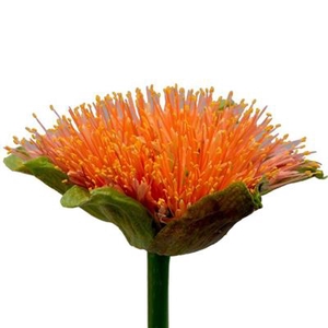 SCADOXUS ORANGE WONDER  x 10 TAK !!