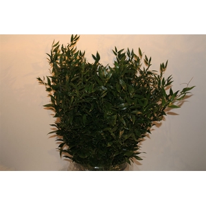 Ruscus Medium P Bos