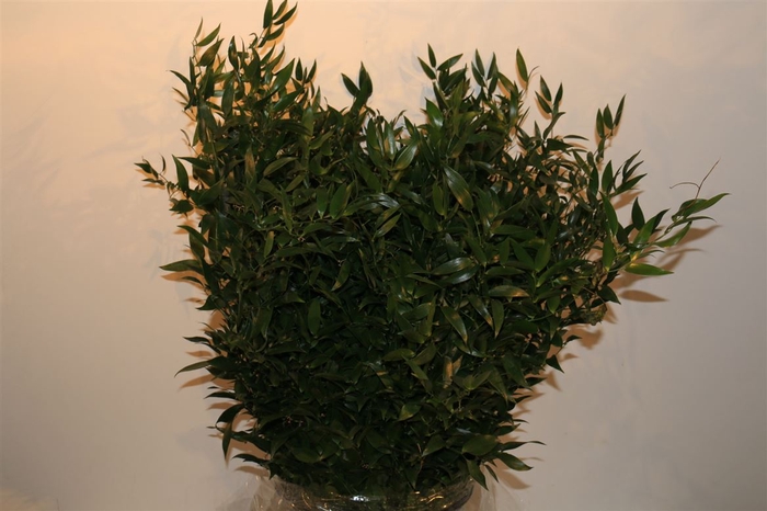 <h4>Ruscus Medium P Bos</h4>