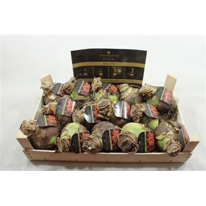 AM BOL TERRA COTTA STAR 34/36 +  ETIKET