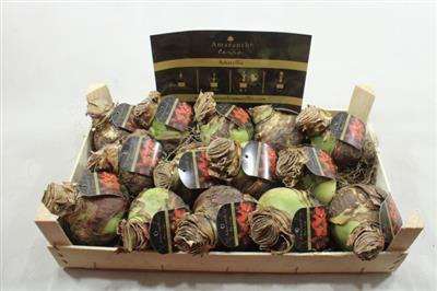 <h4>AM BOL TERRA COTTA STAR 34/36 +  ETIKET</h4>