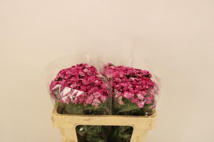 <h4>DI BARB MELIAN BRE</h4>