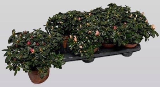 <h4>RHODO SI GEM 6 SRT</h4>