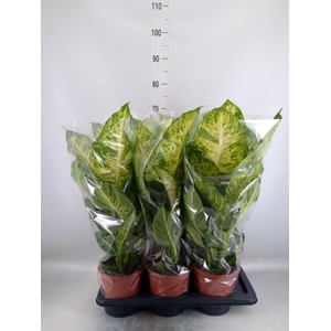 Dieffenbachia  'Mars'