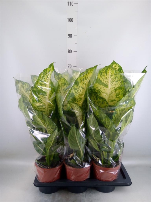 <h4>Dieffenbachia  'Mars'</h4>