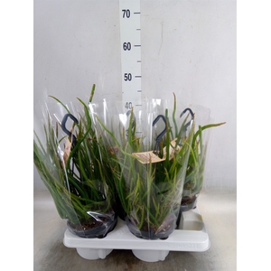 Rhipsalis   ...
