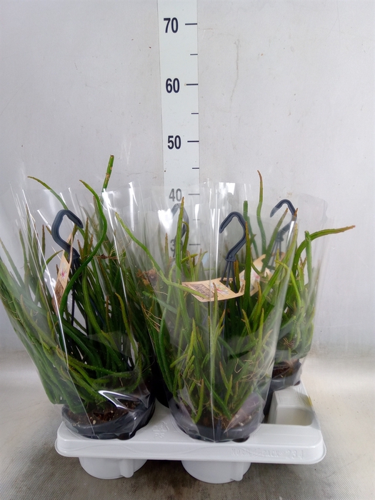 <h4>Rhipsalis   ...</h4>