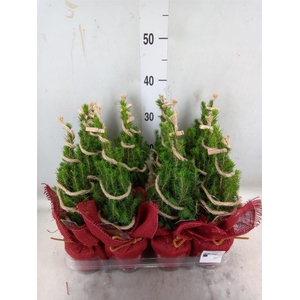 Picea glauca 'Conica'