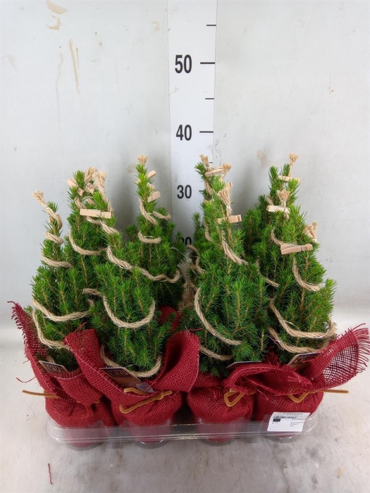 <h4>Picea glauca 'Conica'</h4>