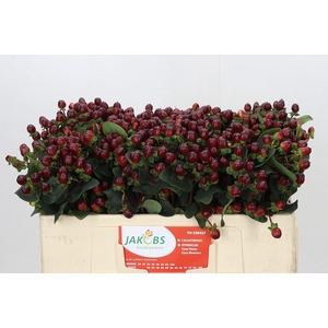 Hypericum Coco Montana