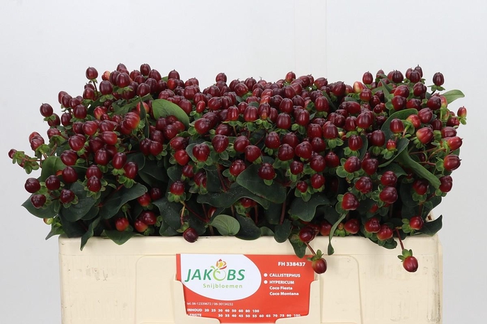 <h4>Hypericum Coco Montana</h4>