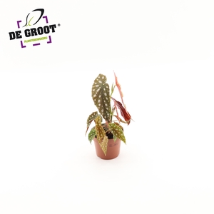 Begonia Maculata Silver Spot