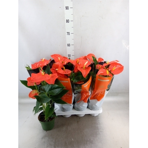 Anthurium andr. 'Florida'