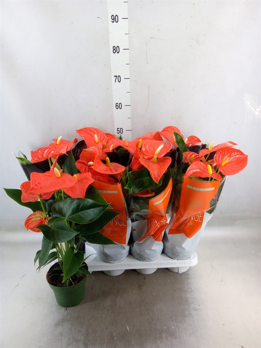 <h4>Anthurium andr. 'Florida'</h4>