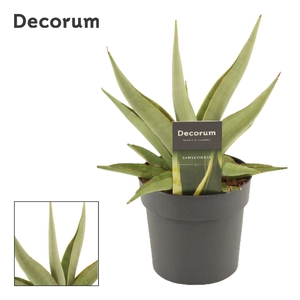 Sansevieria Platinum Crown 12 cm (Decorum)