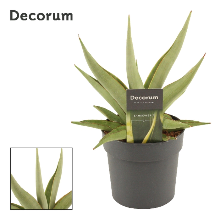 <h4>Sansevieria Platinum Crown 12 cm (Decorum)</h4>