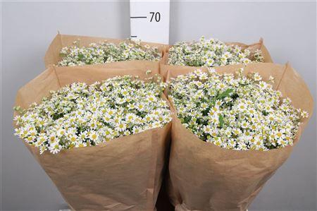 Tana Pa Single Vegmo