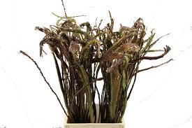 <h4>Bandwilg (per stem)</h4>