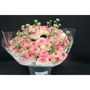 Cloni Super Felicidade