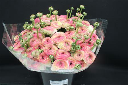 <h4>Cloni Super Felicidade</h4>