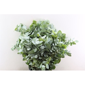 Euca Cinerea 300gr P Bunch