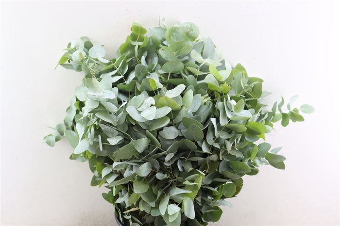<h4>Euca Cinerea 300gr P Bunch</h4>