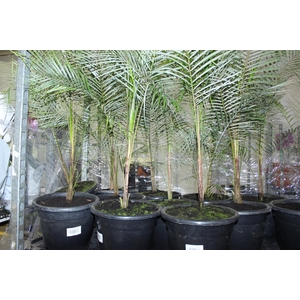PALMEIRA COCO VEDELIANO P24