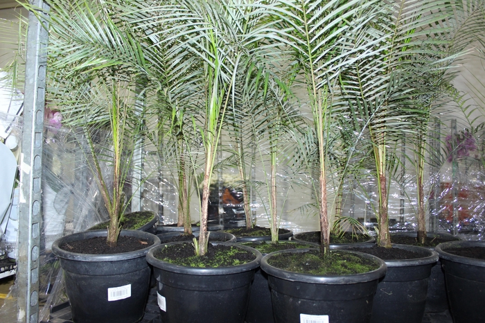 PALMEIRA COCO VEDELIANO P24