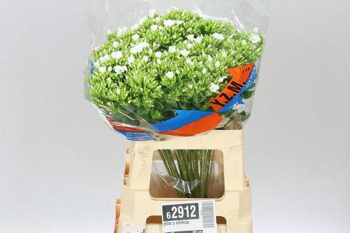 <h4>Phlox P Whitecap</h4>