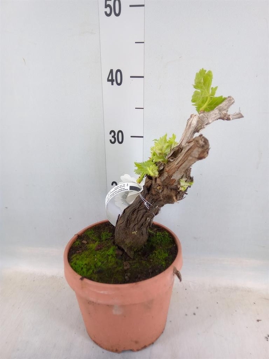 <h4>Vitis 'Bianca'</h4>