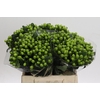 Hypericum Lucky Romance